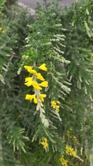 Genista canariensis