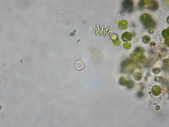 Heliozoa