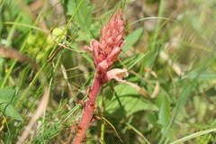 Orobanche kochii