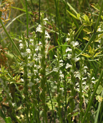Spiranthes aestivalis