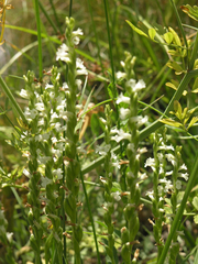 Spiranthes aestivalis