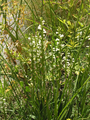 Spiranthes aestivalis