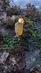 Laminaria setchellii