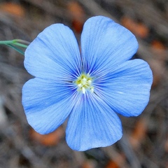Linum austriacum collinum