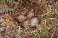 Pin-Tailed Snipe photo 3
