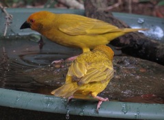 Ploceus subaureus subaureus