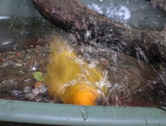 Ploceus subaureus subaureus