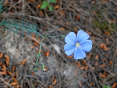 Linum austriacum collinum