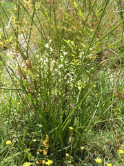 Spiranthes aestivalis