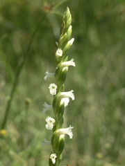 Spiranthes aestivalis