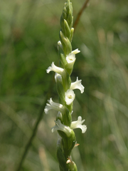 Spiranthes aestivalis