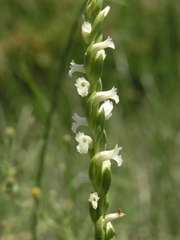 Spiranthes aestivalis
