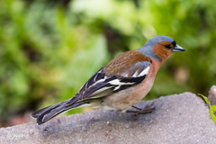 Fringilla coelebs