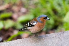Fringilla coelebs