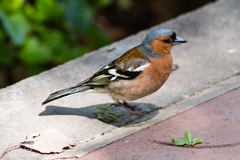 Fringilla coelebs