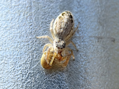 Pseudicius encarpatus