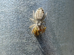 Pseudicius encarpatus