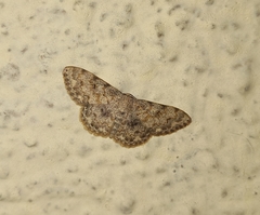 Scopula fibulata