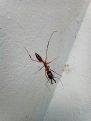 Odontomachus chelifer