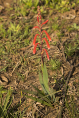 Watsonia aletroides
