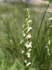 Spiranthes aestivalis