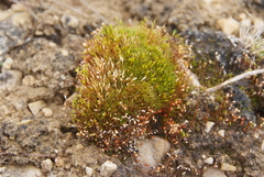 Ptychostomum wrightii