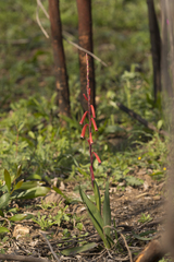 Watsonia aletroides