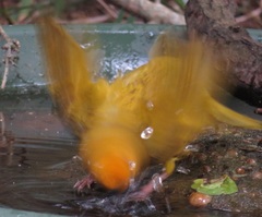 Ploceus subaureus subaureus