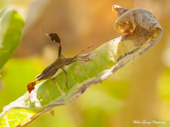 Leptoglossus concaviusculus