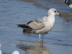 Larus