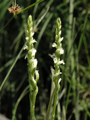 Spiranthes aestivalis