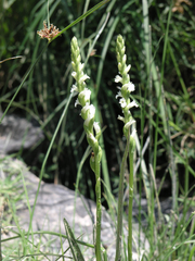 Spiranthes aestivalis