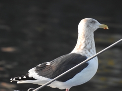 Larus schistisagus
