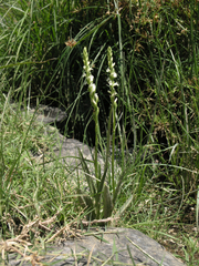 Spiranthes aestivalis