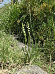 Spiranthes aestivalis