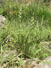 Spiranthes aestivalis