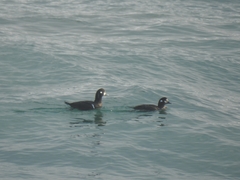 Histrionicus histrionicus