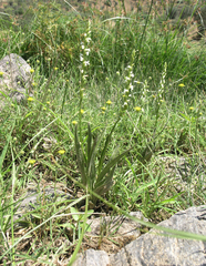 Spiranthes aestivalis