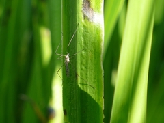 Diptera