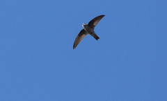 Aerodramus unicolor