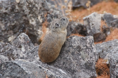Ochotona hyperborea