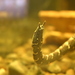 Tentacled Snake - Photo (c) Ryan Somma, some rights reserved (CC BY-SA)