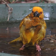 Ploceus subaureus subaureus