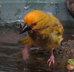 Ploceus subaureus subaureus