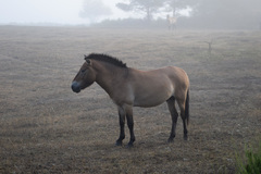 Equus ferus przewalskii
