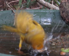 Ploceus subaureus subaureus