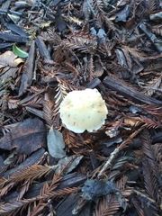 Fungi