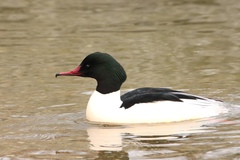 Mergus merganser