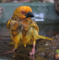 Ploceus subaureus subaureus