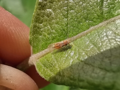 Cacopsylla ambigua